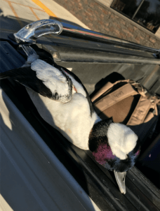 Screen Shot 2018-10-23 at 11.08.10 AM.png